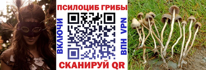 маркетплейс Telegram Нерехта Псилоцибиновые грибы Cubensis как найти